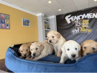 Baby Face Orjinal Golden Retrıewer Yavruları Ankara
