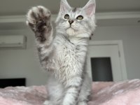 XXXL maine coon erkek wcf kayıtlı