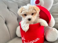 Maltese Terrier Xs Sıfır No.büyümeyen Patililer