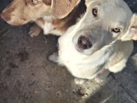 LABRADOR KÖPEĞİMİZİ SAHİPLENDİRME
