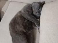 British shorthair kedisi