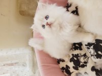 Full secereli bebekler british longhair