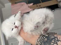 Eskişehir tepebaşından british longhair
