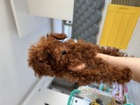 3 aylık Kore Toy Poodle oğlumuz yuvasını arıyor