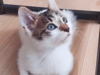Kedimiz Simba Oğlum