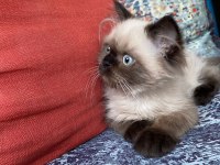 Chinchilla Kirpik yeni yuvasini ariyor