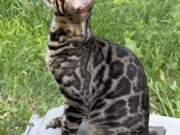 A kalite bengal kedisi erkek