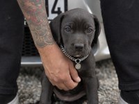 2 buçuk aylık cane corso yavrular