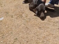 2 yaşında damızlık blue Danua