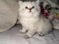 British longhair sağlık ırk garantili