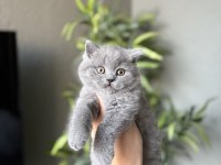 Irk Ve Sağlık Garantili Brıtısh Shorthair Yavrular