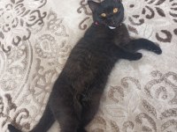 Siyah british shorthair