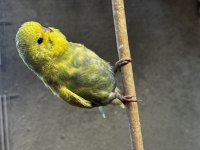 Muhabbet Kuşu Yavru Jumbo