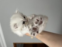 Gerçek beyaz british shorthair