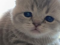 Rezerve Açık Scottish Fold