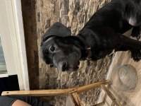 4 aylık dişi cane corso