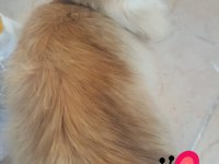British longhair ve scottish fold longhair