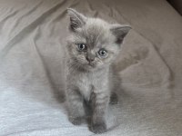 YAVRU BRITISH SHORTHAIR ERKEK KEDI