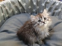 Yavru british longhair