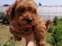 Ankranın en seçkin toy poodle yavruları ziyarete açık