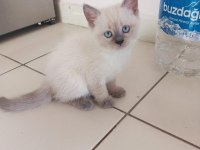 Scottish Fold British Shorthair Blue Point