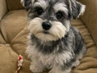 Schnauzer miniature yavrular