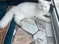 British longhair 8 aylık erkek