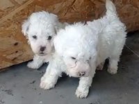 Maltipoo yavru köpekler