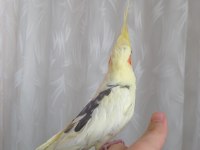 Ele Kola Alışık Full Evcil Sultan Papağanı