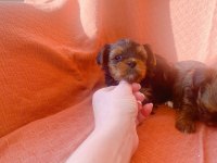 Petmode köpek çiftliğinden tea cup morki yavrularımız