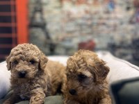 Birbirinden güzel maltipoo yavrularımız @petclubadana