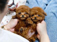 ANKARANIN ORİJİNAL TOY POODLE YAVRULARI