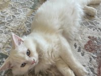 British longhair 8 aylık erkek