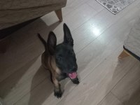 2 aylık safkan belçika kurdu