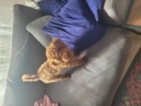 Akıllı oyuncu sağlıklı sevgi dolu bir aile poodle