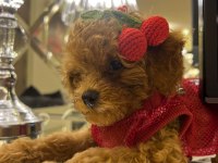 kore poodle köpeğimiz