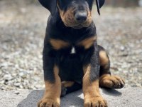 Safkan A Kalite Doberman dişi erkek yavrularımız