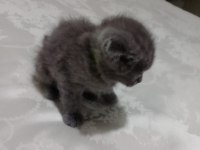 2 TANE KÜÇÜK AFACANLAR DİK VE KIRIK KULAK KEDİMİZ