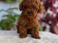 A PLUS KALİTELİ TOY POODLE BEBEKLERİM