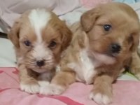 Maltipoo yavrular