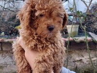 Şampiyonun poodle çocukları rezerve açıktır
