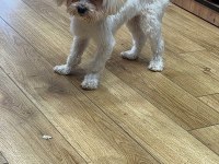 Kore maltese