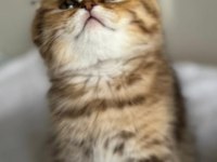 Ny24 golden scottish fold bebeklerimiz