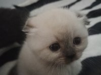 Blue point dişi scottish fold