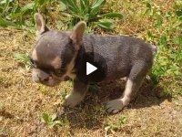 Fransız bulldog dişi ve erkek