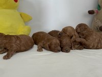 Toy poodle yavruları