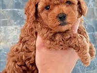 Toy poodle