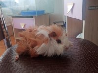 Guinea pigler kayseriden