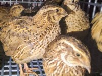 Yeni yumurtlamaya başlayacak bıldırcınlar mevcuttur