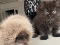 Duygularınızı değiştirecek chinchilla bebişlerim